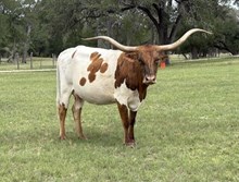 BRR Bella Maserati 10/20