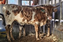 Mountain Koa Cowgirl CPL