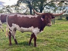 RR Catch’s Mystique