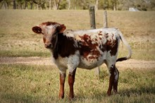 BCR Pearl Necklace 513