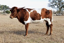 BCR Riley Gaines 435