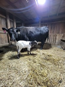 Ironman HR X Saddle Jewel #1