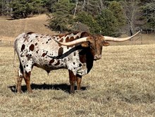 Sterling Inception 7