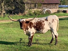 JL Louella