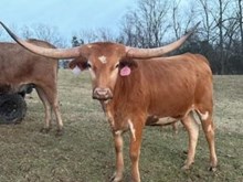 RR Catch Fifty Kisses