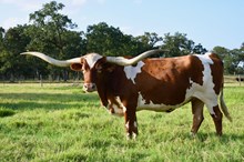 FROZEN EMBRYO ECR TRUE TO TRADITION X EAGLE TEXA