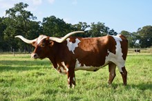 Embryo True to Tradition x Hubbells 20 ga